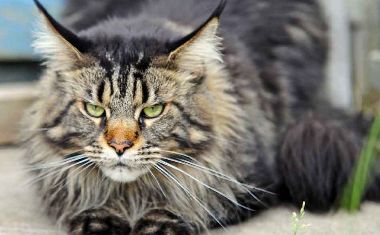 Maine Coon Crois Chat De Gouttire
