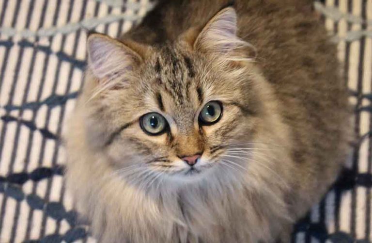 Chat Croise Maine Coon Europeen