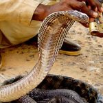 Comment se débarrasser des acariens sur les serpents