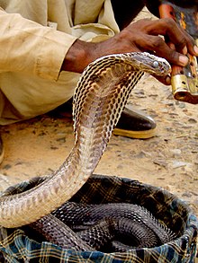 Serpentes — Wikipédia