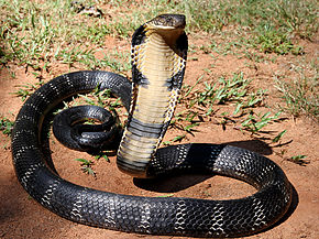 Cobra royal — Wikipédia