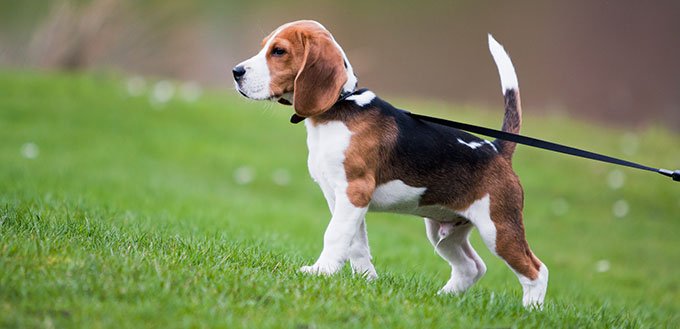 Beagle sur l'herbe verte