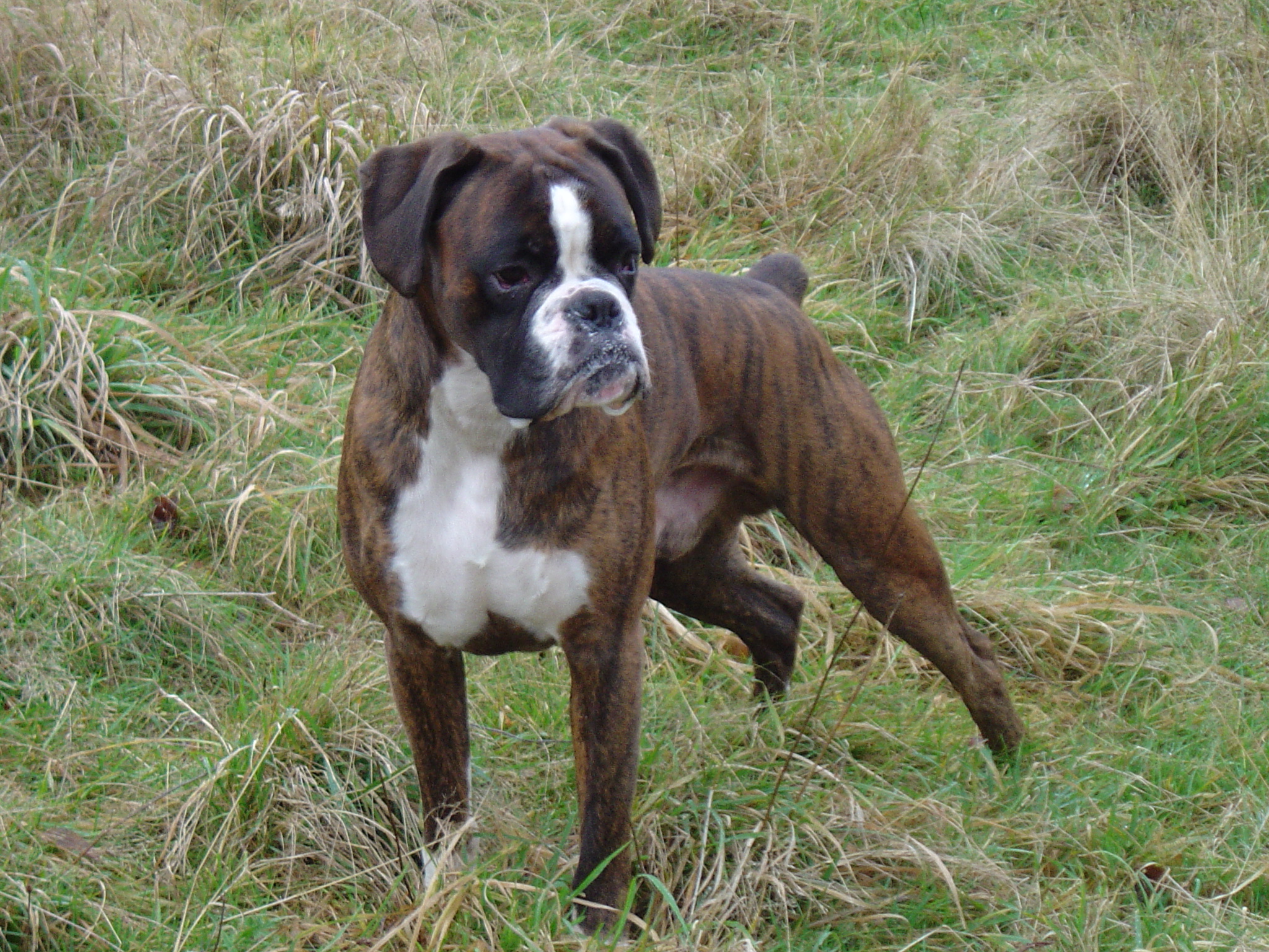 Boxer (chien) — Wikipédia