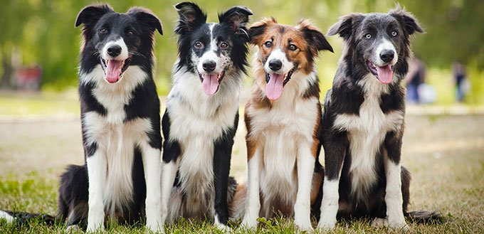 Groupe de chiens heureux assis sur l'herbe