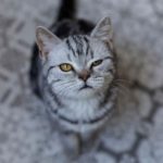 Strabisme chez les chats: causes, symptômes et traitement