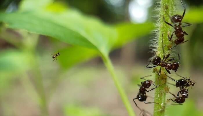 fourmis noires