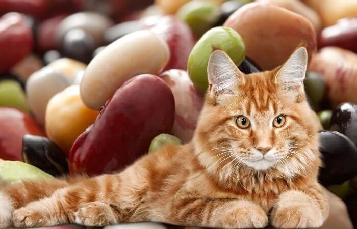 Les chats peuvent-ils manger des haricots rouges