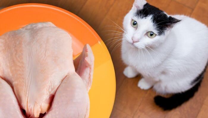 Les chats peuvent-ils manger du poulet cru