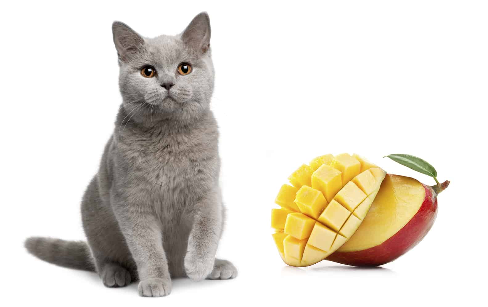 Les chats peuvent-ils manger de la mangue