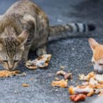 Les chats peuvent-ils manger du beurre d'arachide?
