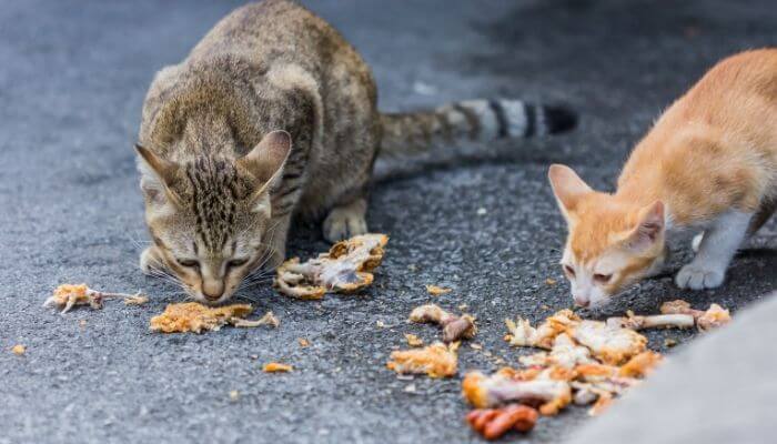 chats mangeant du poulet frit jeté