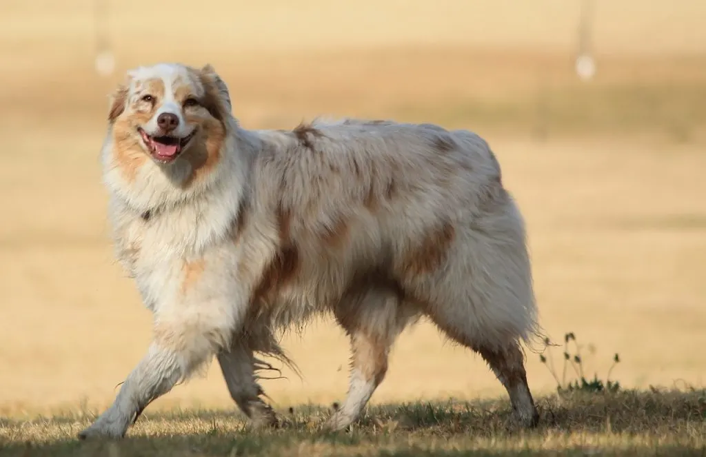 Bien que l'Aussie soit une race de chien en bonne santé, il est toujours sujet à diverses conditions médicales canines.