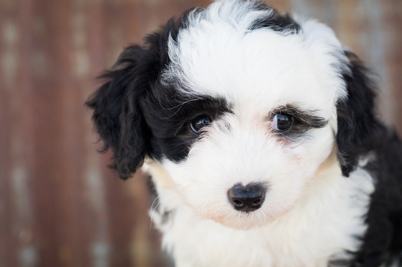 Sheepadoodle Dog Puppy - Free photo on Pixabay