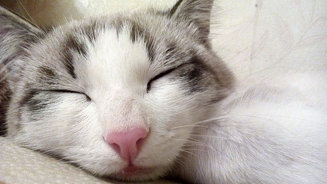 Pourquoi les chats dorment-ils sur vous ?