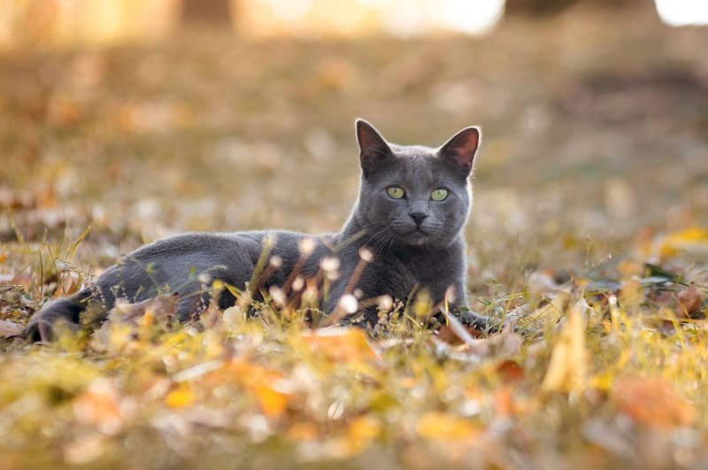 Les chats bleus russes sont-ils agressifs ?