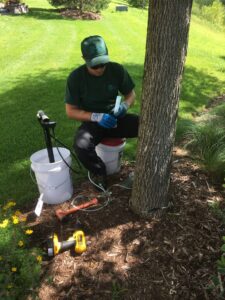 Service de fertilisation des arbres