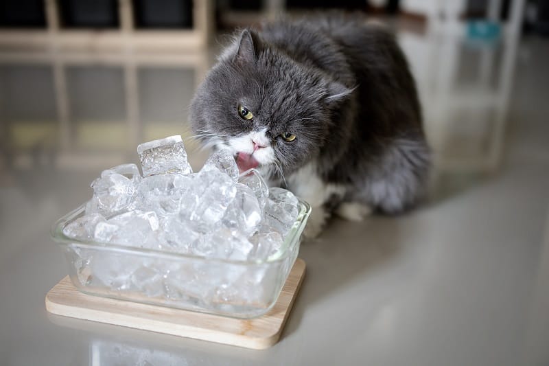 Les chats aiment-ils l'eau glacée