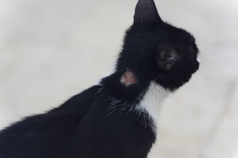 Le chat a des croûtes sur le cou mais pas de puces