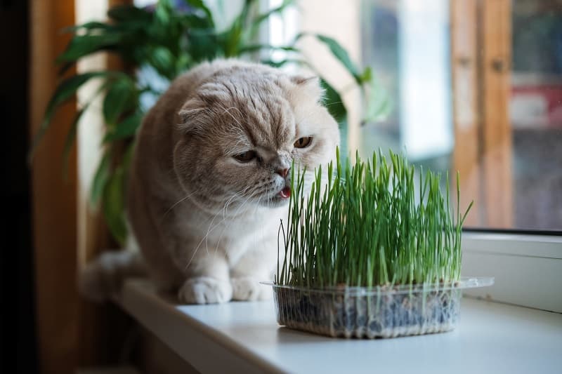 Comment conserver l'herbe à chat