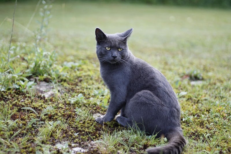 Les chats bleus russes aiment-ils l'eau ?