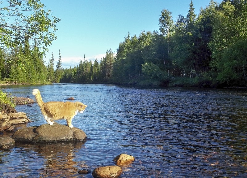 Les chats des forêts norvégiennes aiment-ils l'eau ?