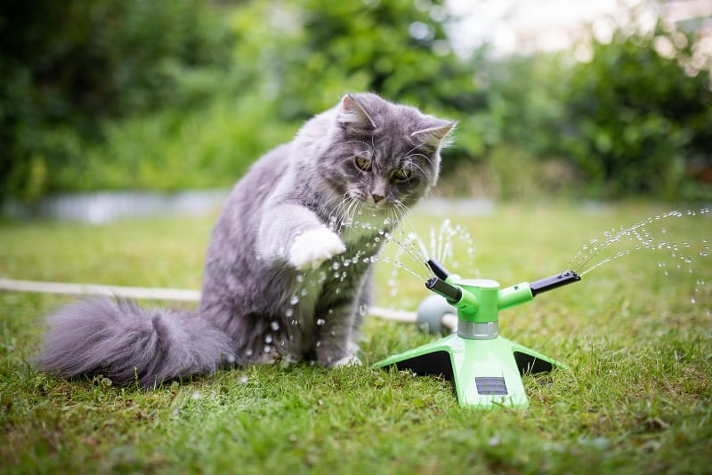 Pourquoi les chats aiment-ils l'eau en mouvement