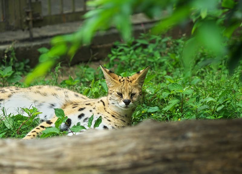 Les chats de la savane aiment-ils l'eau