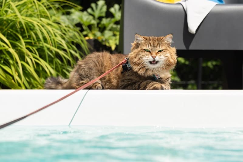 Les chats sibériens aiment-ils l'eau