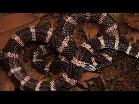 Many Banded Krait Snake: Hong Kong Snakes - YouTube