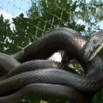 High Drama with a Big Black Snake - YouTube