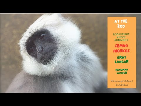 GRAY LANGUR London Zoo / ΣΕΜΝΟΠΙΘΗΚΟΣ (Semnopithecus entellus) (HD) English subtitles - YouTube