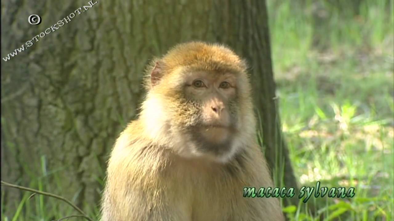 Barbary Macaque - Magot - macaca sylvanus - YouTube