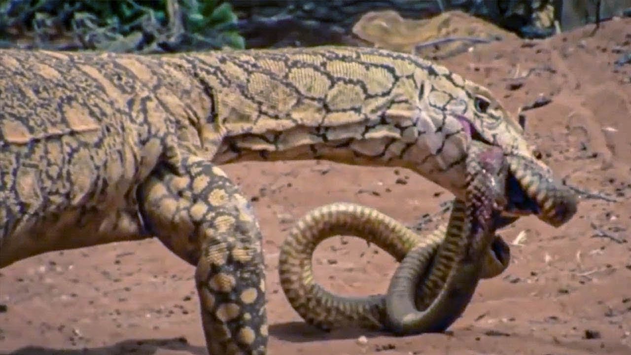 Craint par les serpents les plus venimeux du monde : voici le grand varan,  féroce roi des lézards ! - YouTube