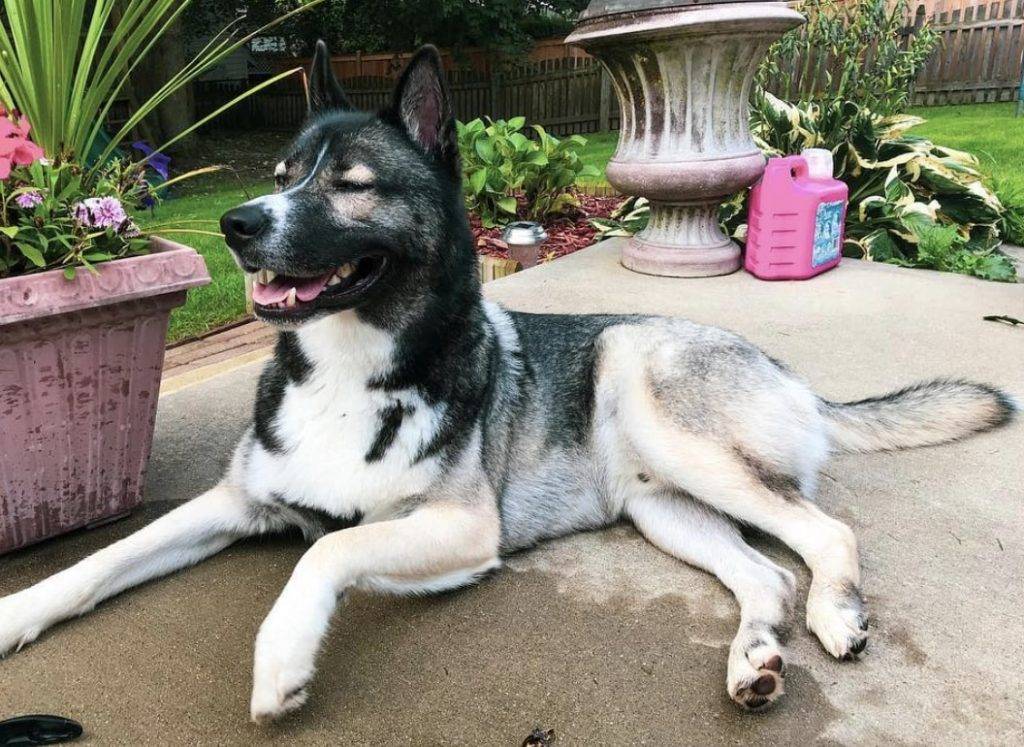 Mélange de berger allemand Husky souriant