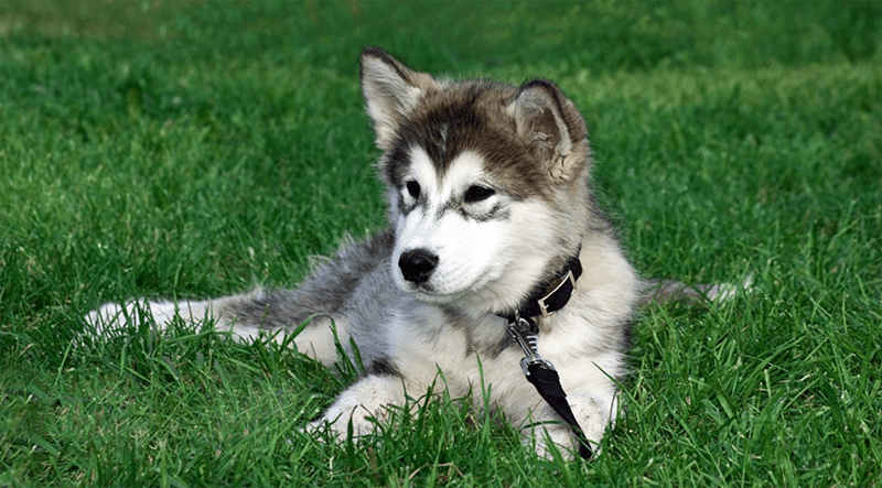 Mélange de Husky de berger allemand