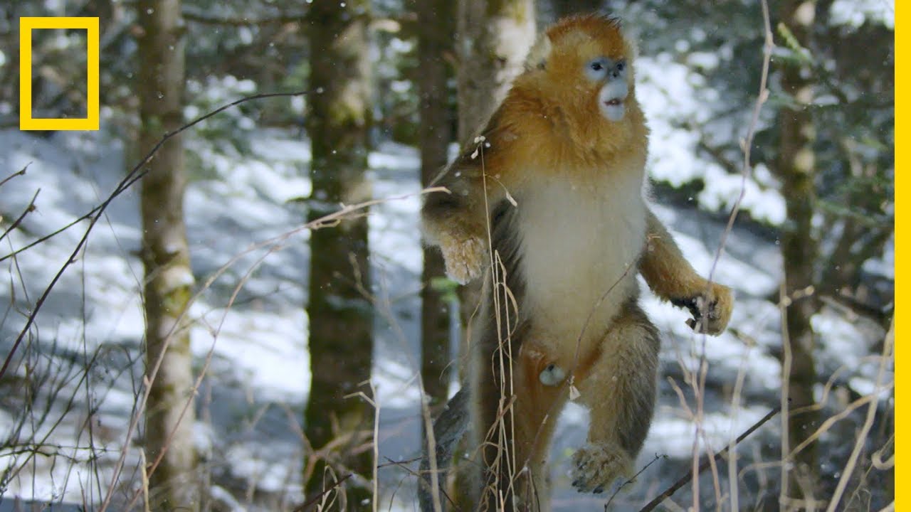 Ce singe est le seul à savoir marcher sur la neige debout - YouTube